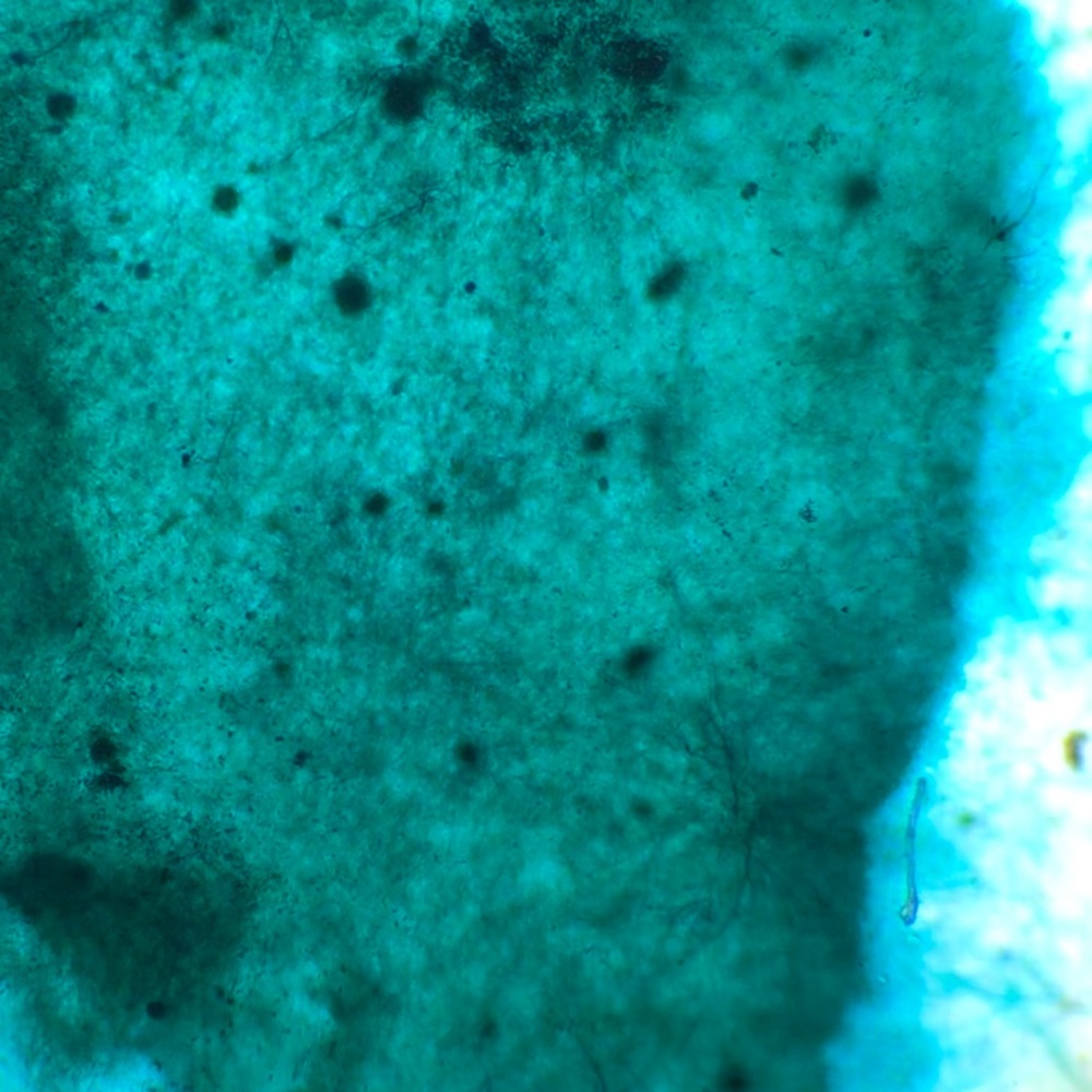 Meet your Posher, Christ-la